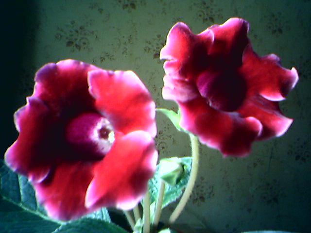 19-05-06_Красная глоксиния.jpg