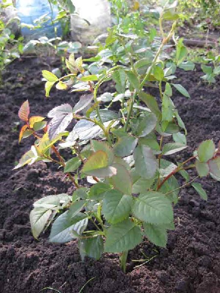 Плетущаяся роза