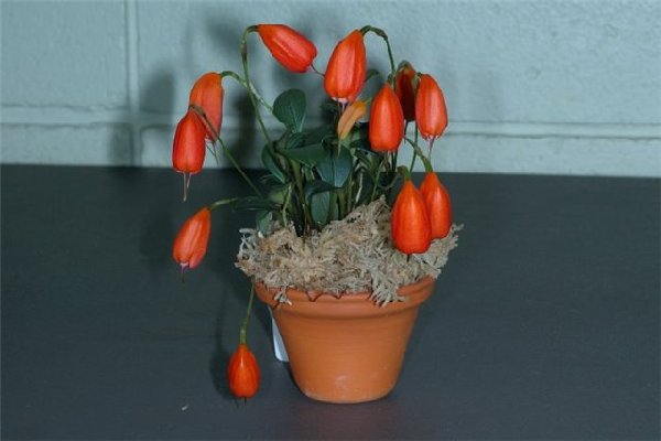 Masdevallia lucernula.jpg