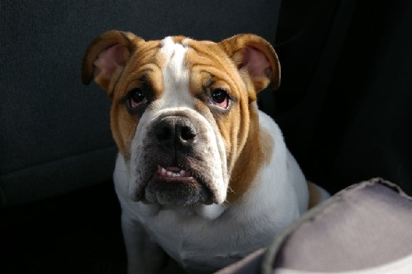 вот это чудо, дресуре не поддается