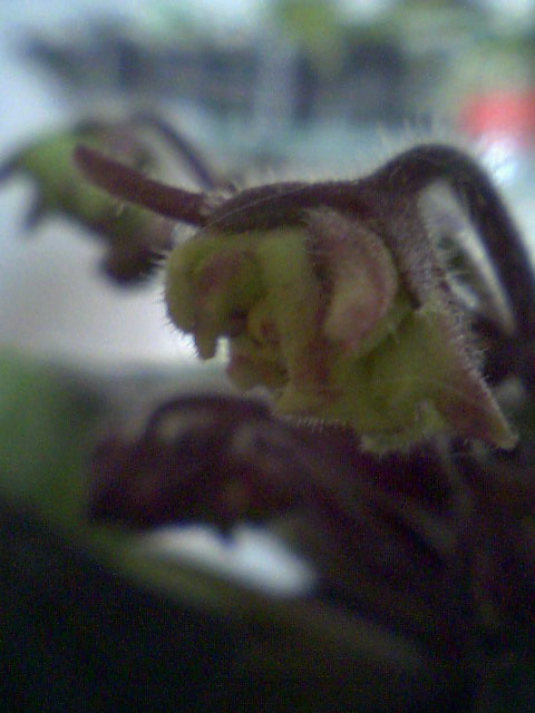 Зеленый бутон крупным планом. &amp;quot;Рожки&amp;quot;