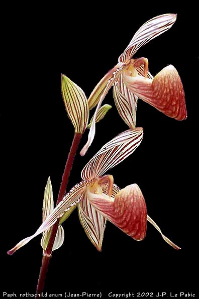 Paph_rothschildianum.jpg