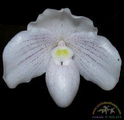 Paph_niveum.jpg