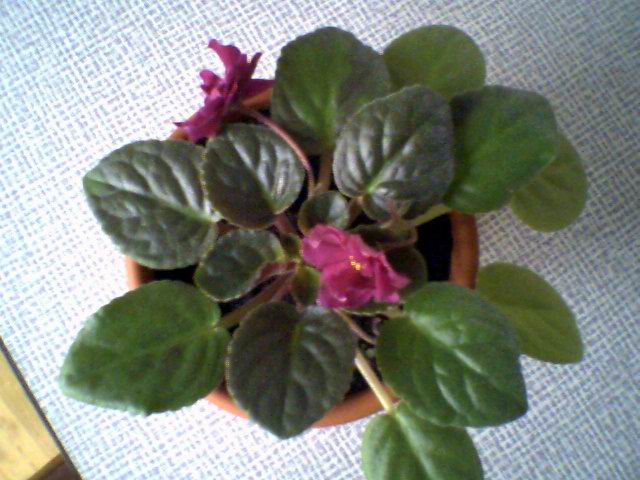 Первое цветение этой же фиалки