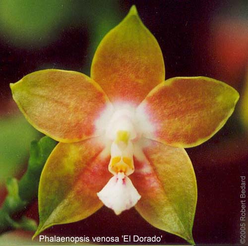 phal_venosa_eldorado-alt.jpg