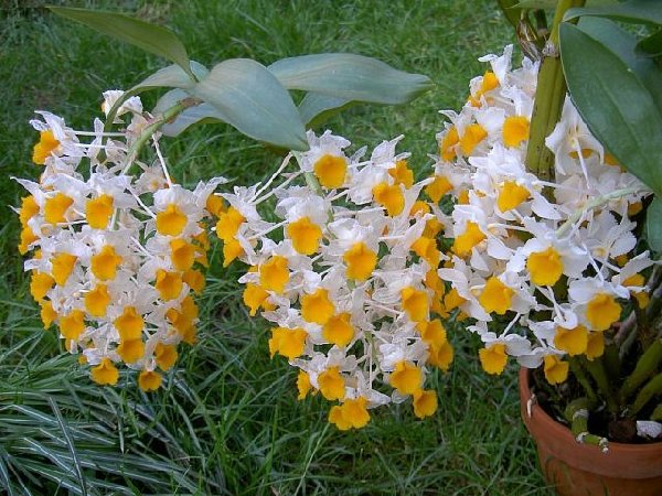 Dendrobium-thyrsiflorum.jpg