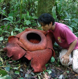 Rafflesia_kerrii_mat_ros_ukm.jpg