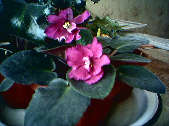 05-02-06_первое цветение подарили маленькую розеточку.jpg