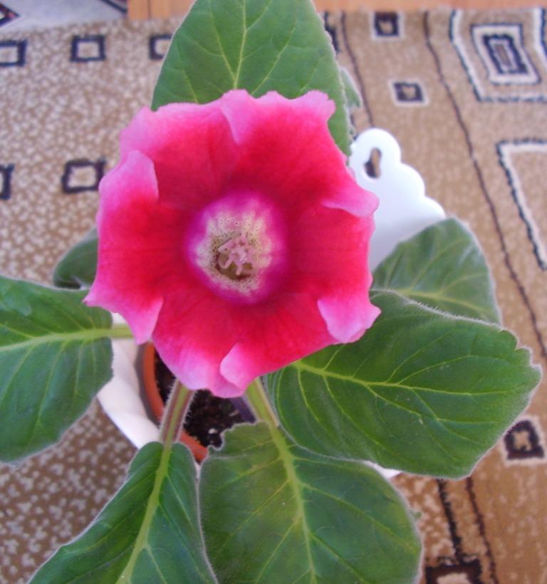 В полный рост