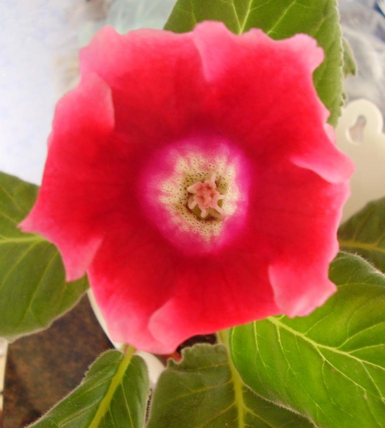 Цветочек поближе