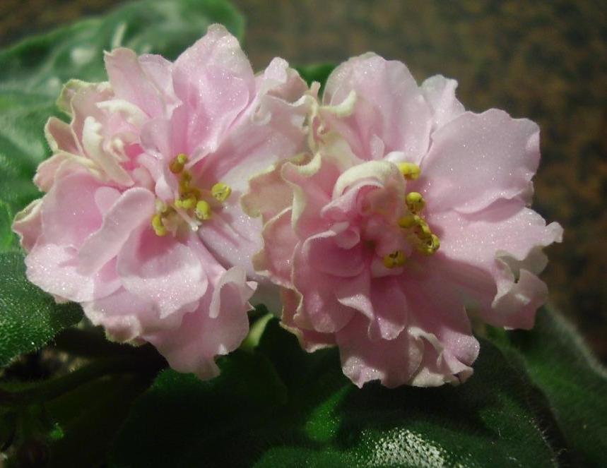 Ваше Величество (при естественном освещении)