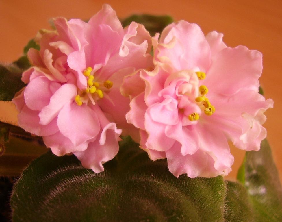 Ваше Величество (при искуственном освещении)