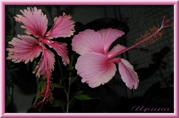 Сладкая парочка :)