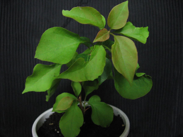 Такой была куплена и только чуточку подросла