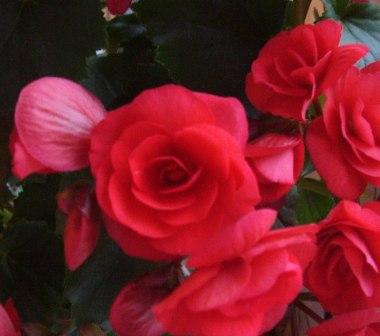 Цветочки-розочки