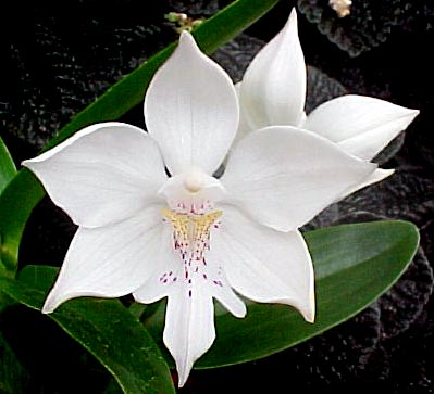 Это один из родителей. Пишут, что он вроде теплого содержания!!!