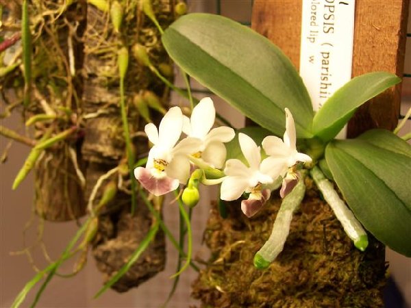 Phal lobbii x parishii