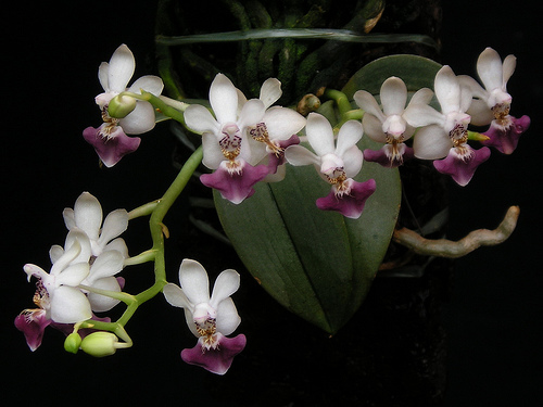 Phalaenopsis_parishii.Дожить бы у себя до такой красоты!