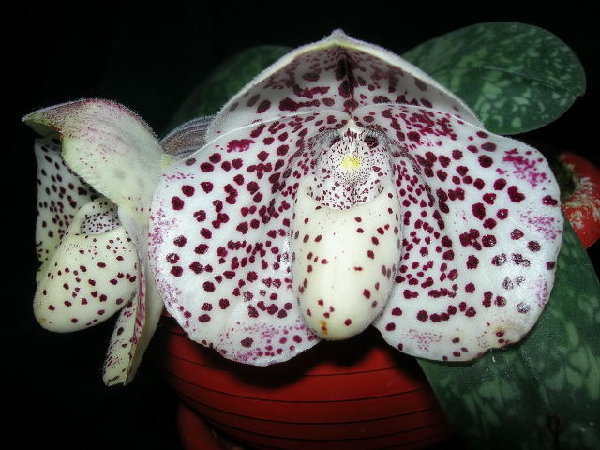 Paph. bellatulum 'Darky' x Paph. Sibling 'Hsiao'1.JPG