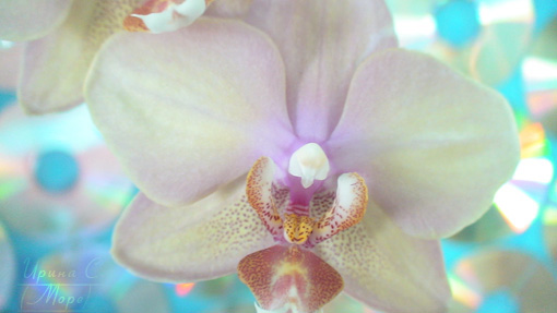 фаленопсис гибридный