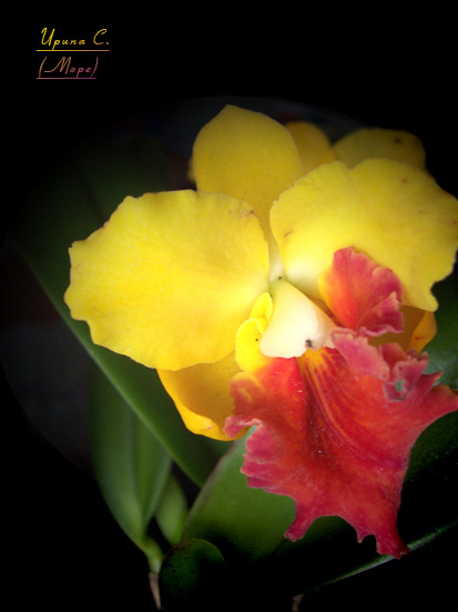 катлея безымянная.