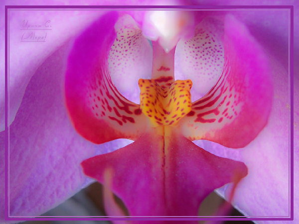 662a.jpg (119.95 КБ) 3574 просмотра фаленопсис гибридный (фиолетовый)