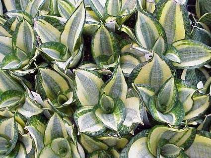 SANSEVIERIA TRIFASCIATA HAHNII FAVORITE.jpg