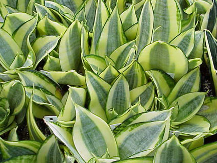 SANSEVIERIA TRIFASCIATA HAHNII GOLDEN HAHNII.jpg