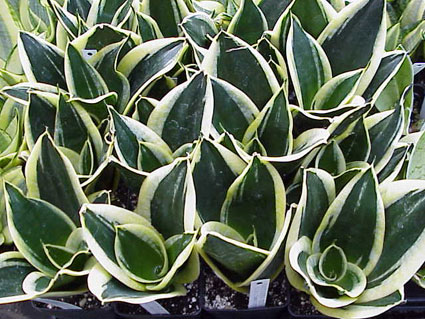 SANSEVIERIA TRIFASCIATA HAHNII JADE MARGINATA.jpg