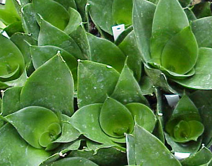 SANSEVIERIA TRIFASCIATA HAHNII JADE.jpg