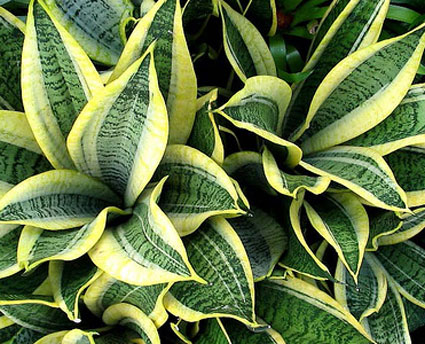 SANSEVIERIA TRIFASCIATA HAHNII MARGINATED.jpg