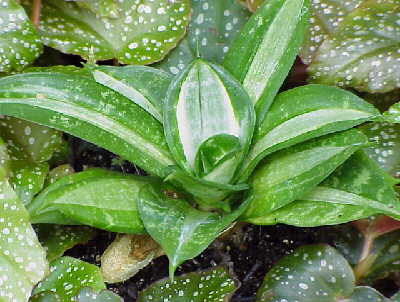 SANSEVIERIA TRIFASCIATA HAHNII STREAKER.jpg