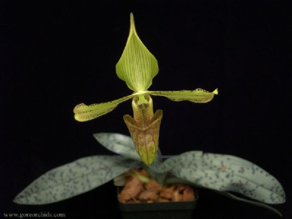 paph-sugiyamanum4.jpg