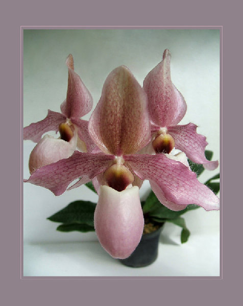 Paphiopedilum, цветение собственное