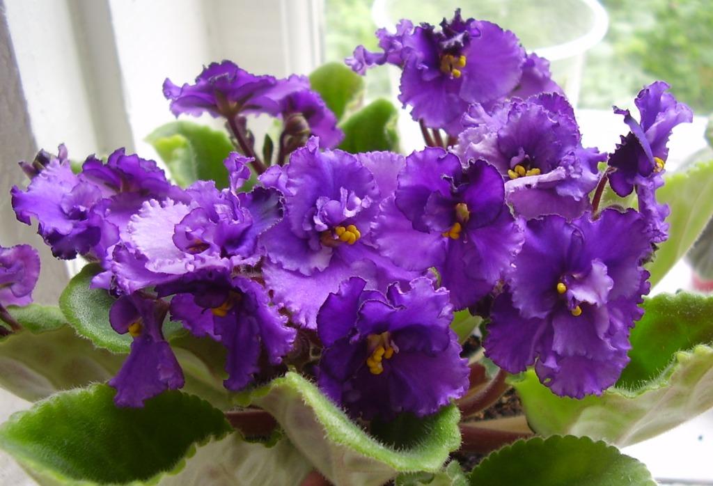 Любимая дочка