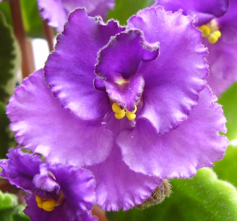 А вот и цветочек