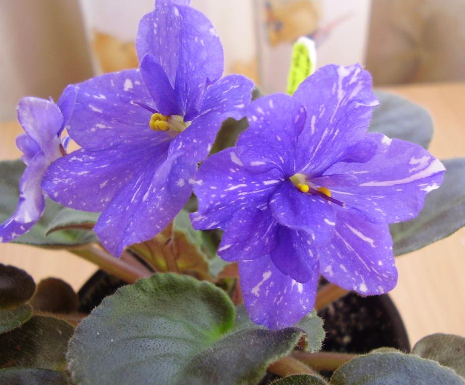 Rainbow’s Quiet Riot