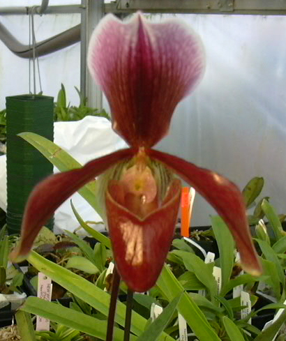 Paph_King_Arthur.jpg