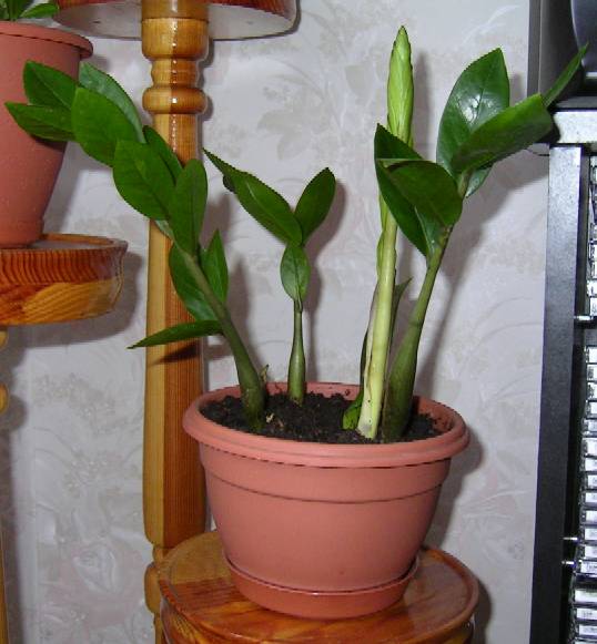 После пересадки