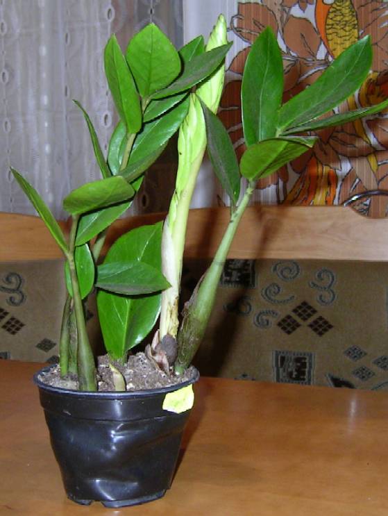 Из магазина