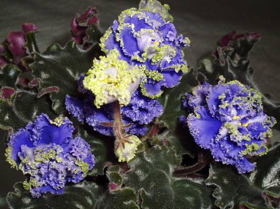 Ruffled Skies-2- 1.jpg