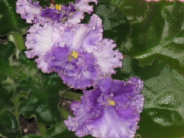 Island Hideway чи Island Rose???