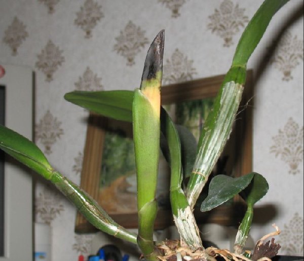 вот так это выглядит