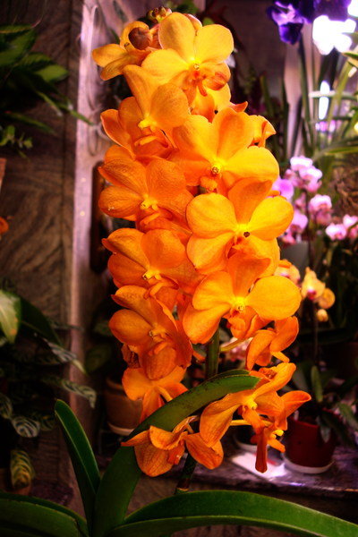 1 цветение ум.jpg