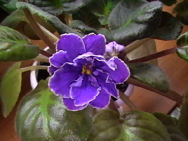 ЕК - Роза Артики