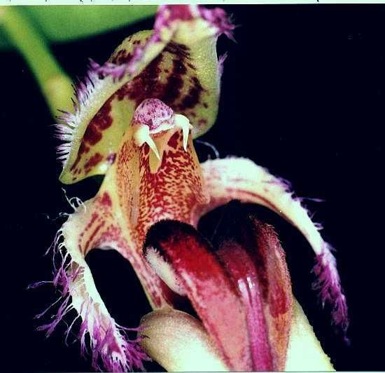 Mastigion (Bulb. fascinator).jpg