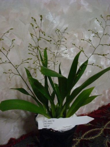 Онцидиум Твинкль (красным будем цвести, и ванилькой пахнуть! )