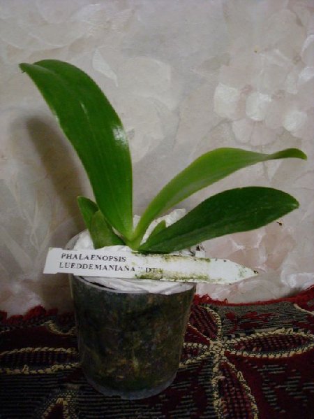 Фаленопсис люддеманиана