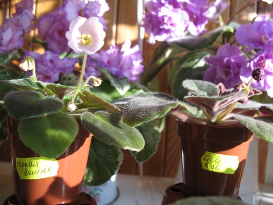 Так было в начале