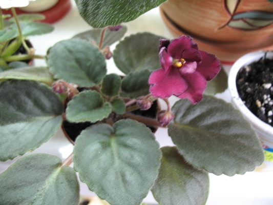 Так правильно &quot;черная вишня&quot;